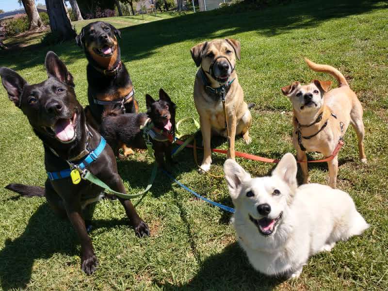 a black shepherd mix, black and tan rottweiler mix, black schipperke, brown shepherd mix, white corgi, and blonde chihuahua mix all look up with happy faces