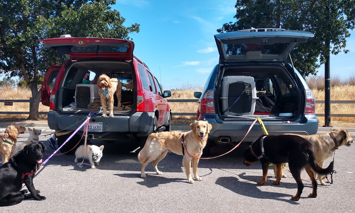 several dogs stand next to two SUVs, attached to the SUVx with their leashes