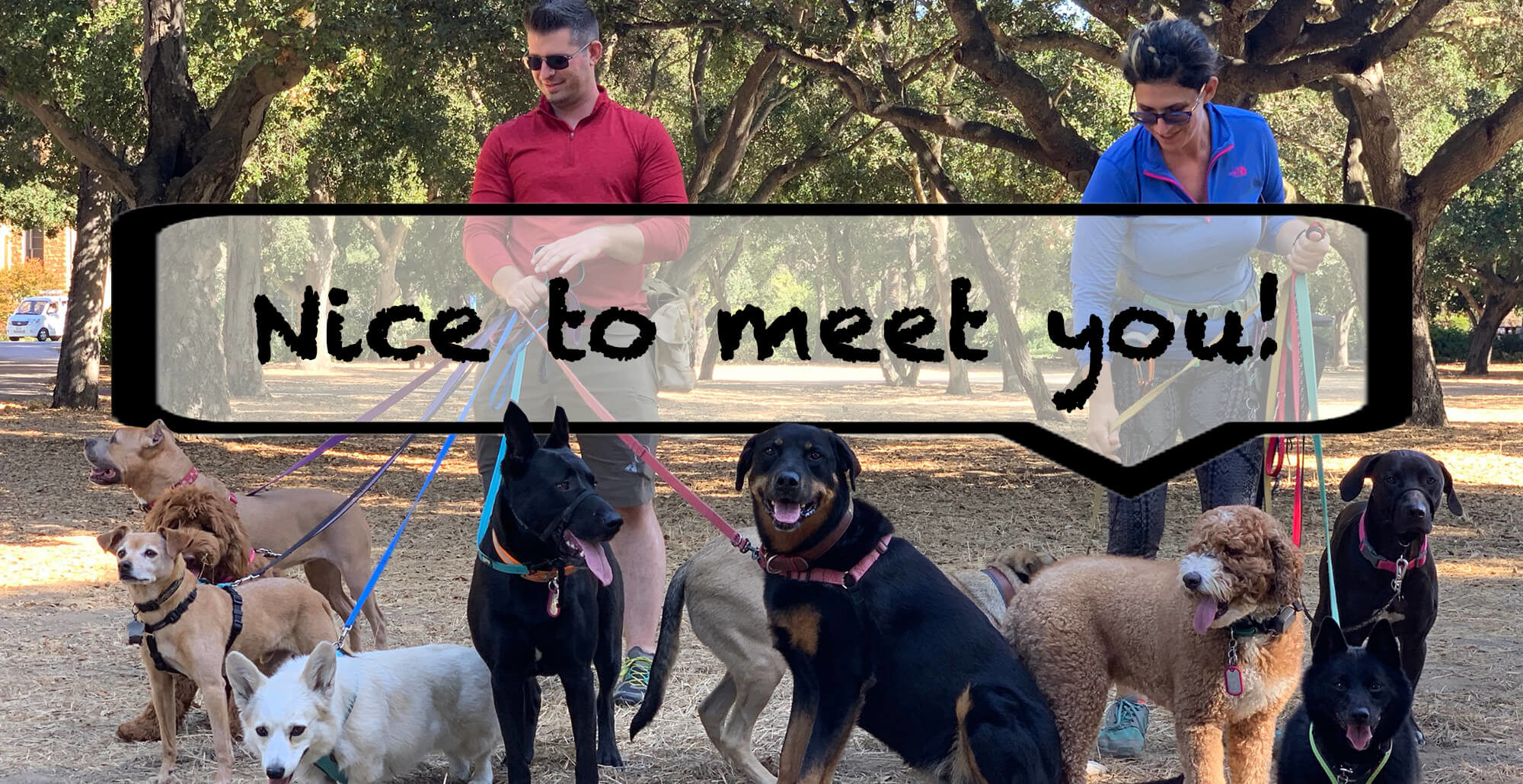text reads "nice to meet you!" overlaid upon two people holding leashes with two groups of dogs