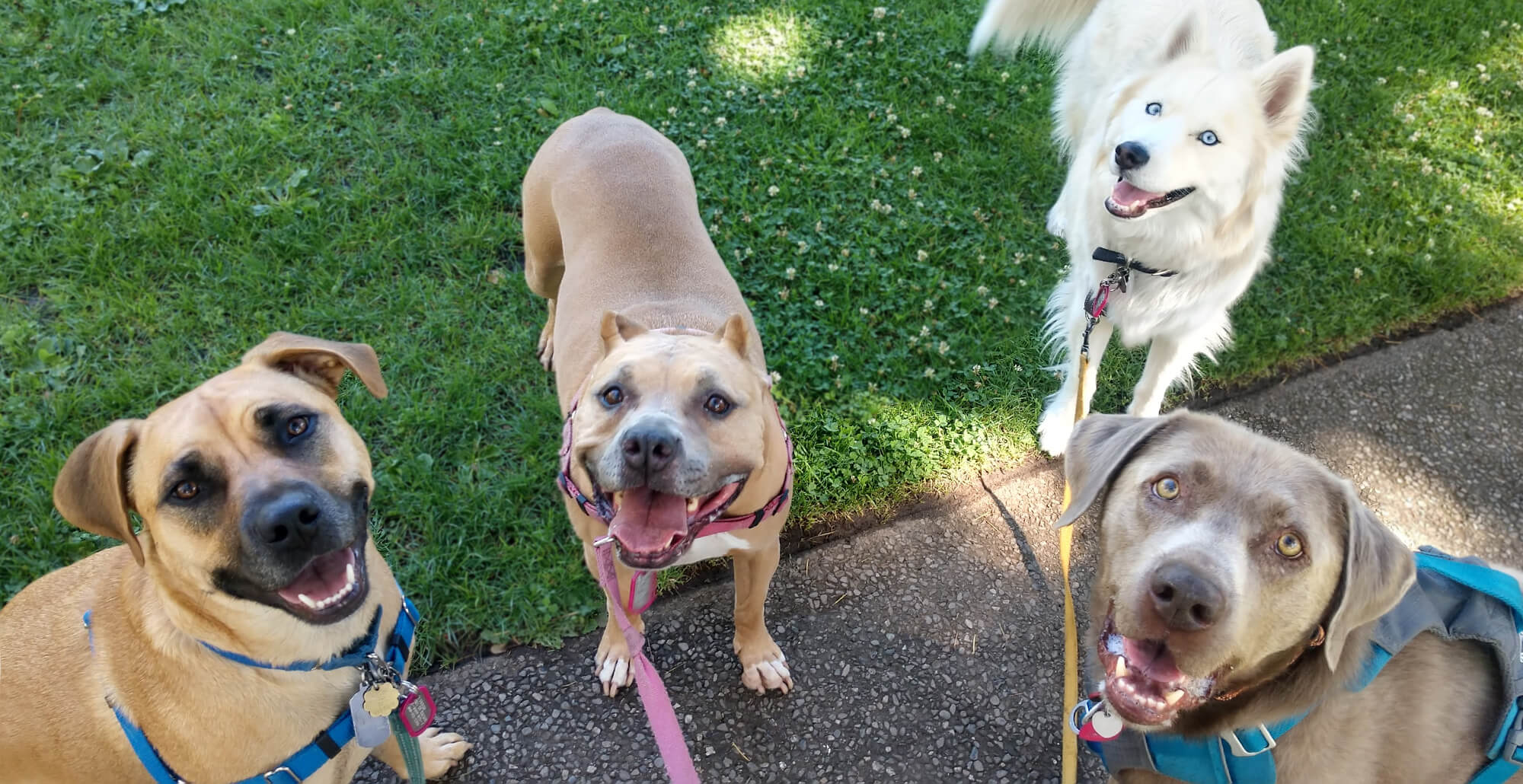 four dogs looking up and looking to smile with their mouths open and tongues out. From left to right: tan dog with floppy ears and black mask face, ta ndog with croppped tiny ears and "blue" face, white fluffy dog with pointy ears and bright blue eyes, grey silver dog with floppy ears.