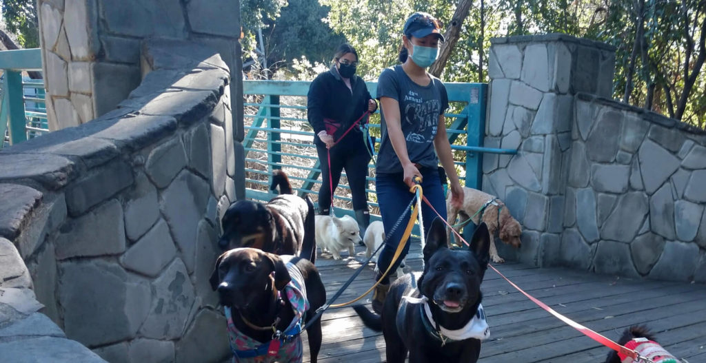 Two women wearing medical masks are walking groups of leashed dogs, coming out of a foot bridge. The dog in the front of the group is sticking her tongue out in a pffft raspberry.