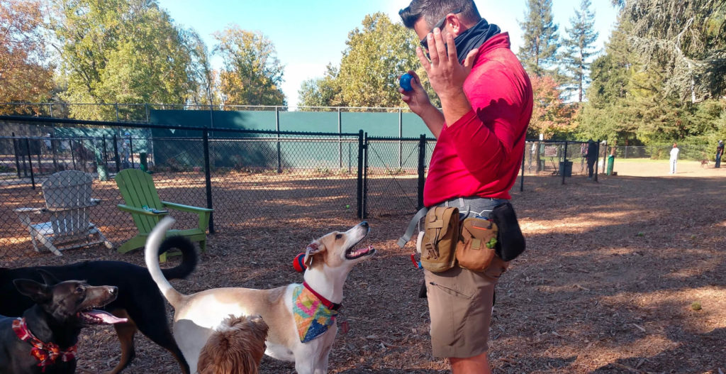 A white man in sunglasses looks down excitedly at a white and brown dog with his hands up in a "surprise" expression. The dog is looking up at him with his mouth open and long tail wagging. They are standing in a dog park with mulch on the ground and other dogs nearby.