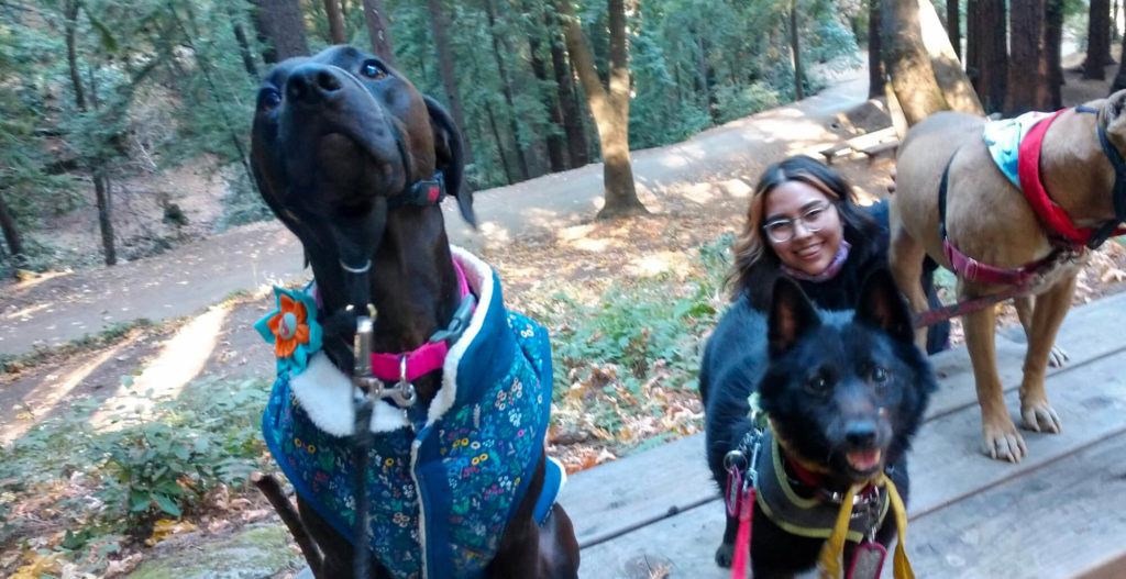 Three dogs sit on top of a park table with their best human gal. She is a Latine woman with a big smile and cool hair streaks framing her face along with clear-framed glasses. The dogs we can see clearly are dark black and making cute big brown-eyed faces while waiting for their treats.