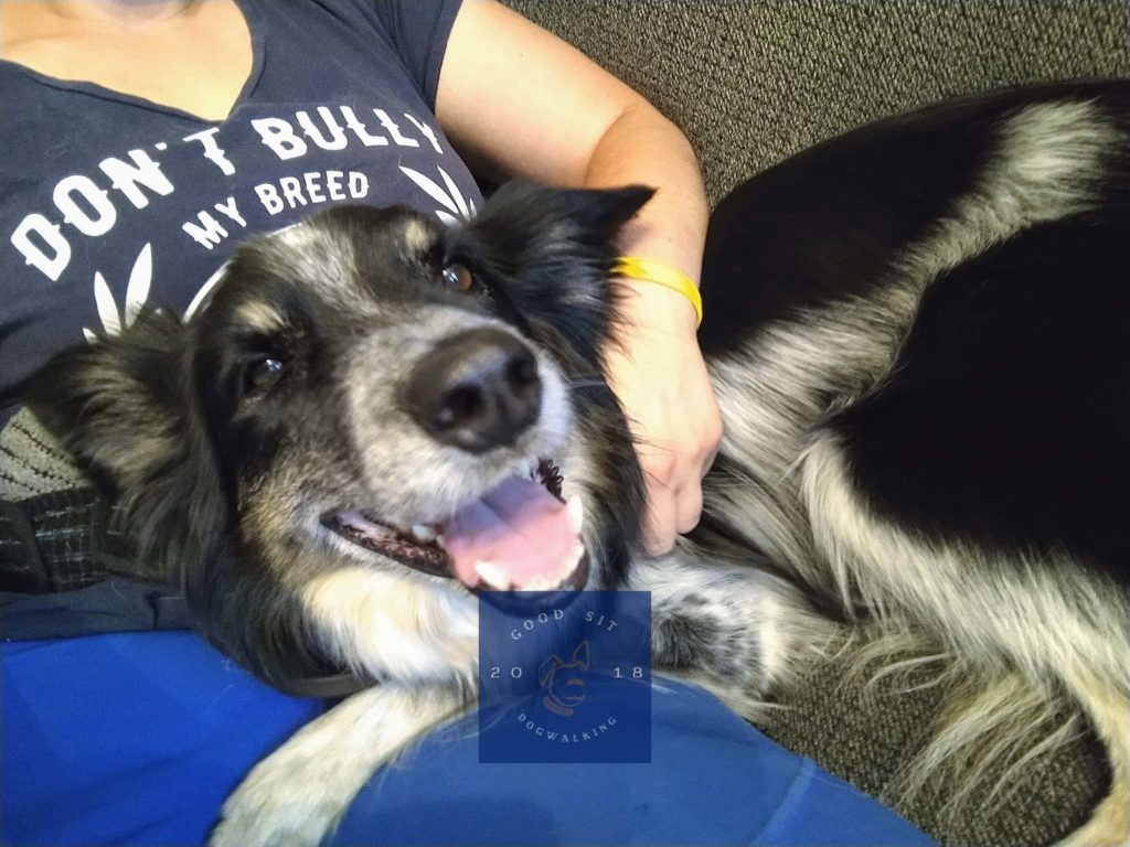 a black and white border collie mix dog with long fur looks to be smiling while settling the upper half of his body on his sitter's lap, receiving pets from her.