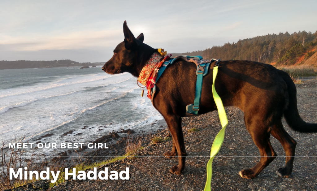 A black, bat eared dog with long nose stands at the edge of a bluff as the orange setting sun makes her fur glow. She wears a blue and grey body harness, a red bandana, and a pumpkin printed thick collar. A yellow leash is draped on her back.