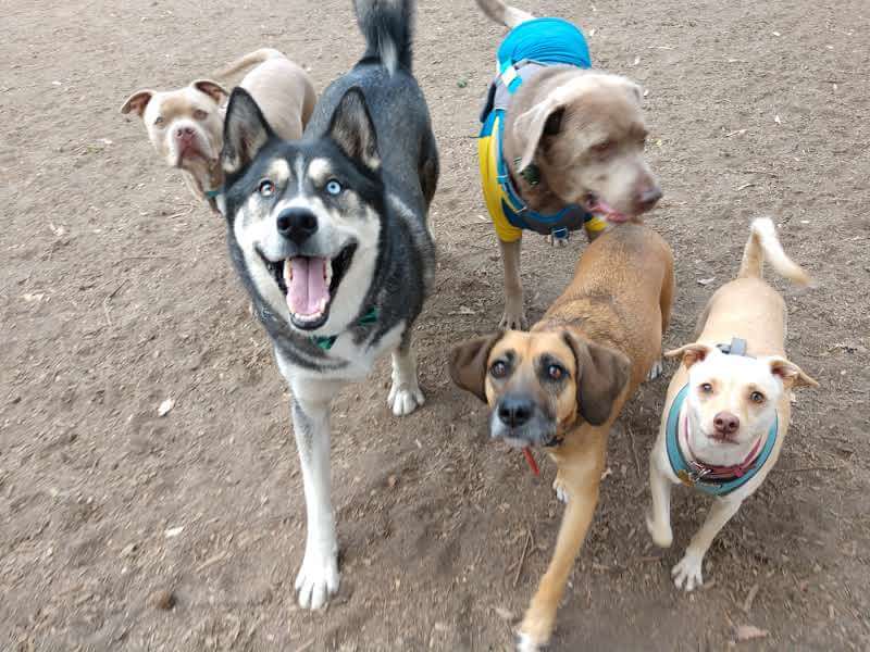 a cinnamon pitbull, blue and white husky, silver labrador, little brown beagle mix, and blond chihuahua mix stride towards us with bright eyes