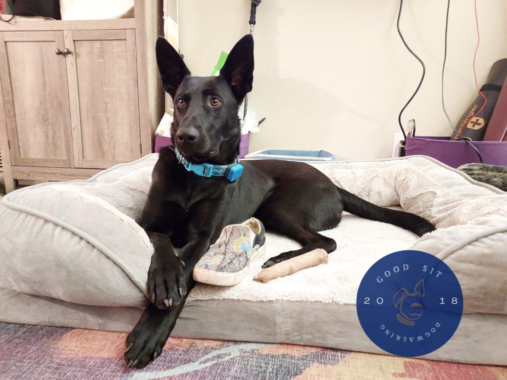 a leggy black dog with pointed ears lays on a larger rectangle dog bed with his front paws crossed in front of him
