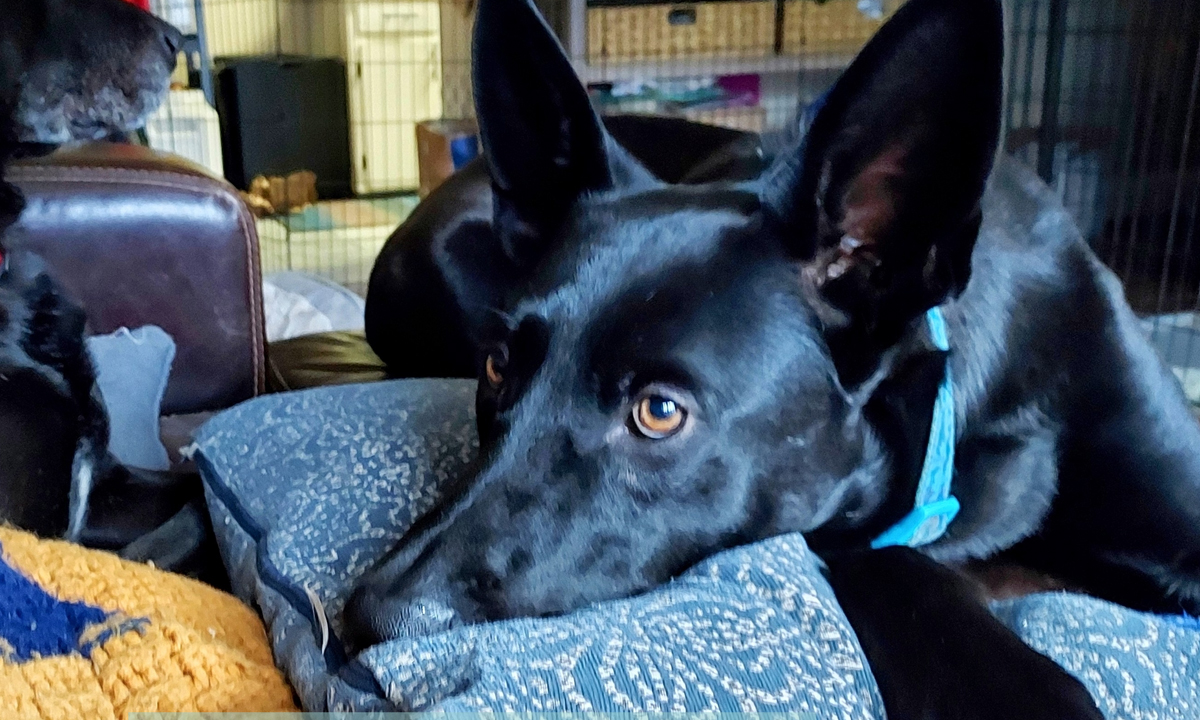 a black dog with pointy bat ears rests his head on a blue and white textured pillow. He is wearing a blue collar and is looking up.