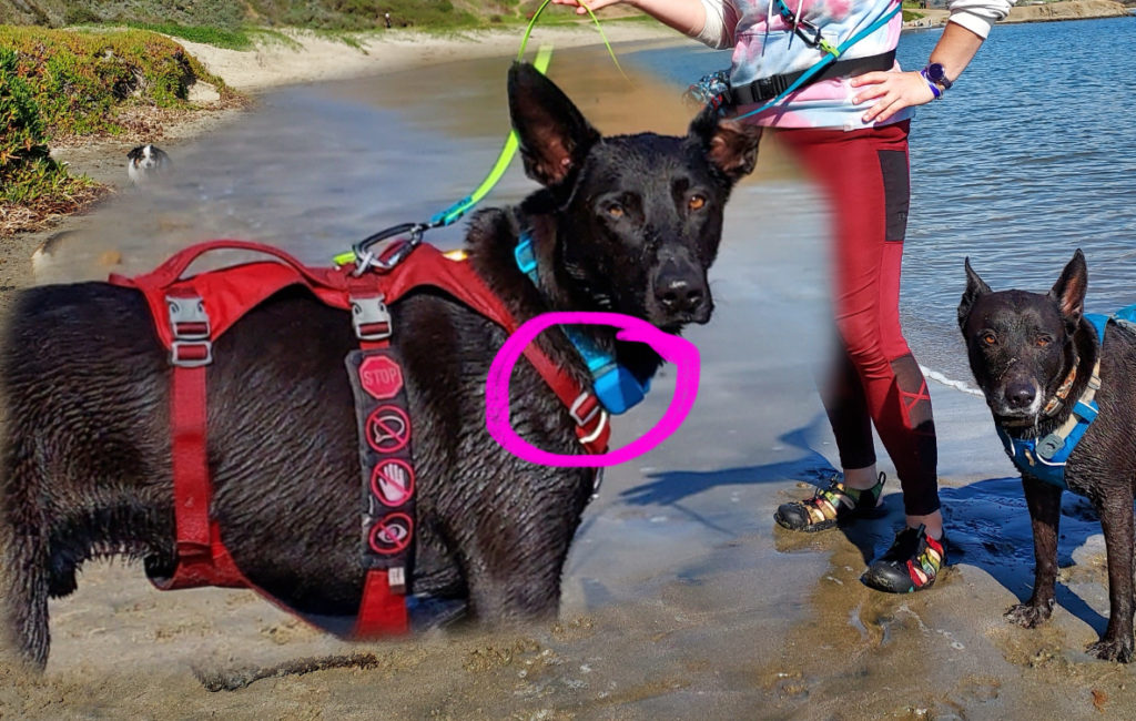 A black dog with big triangle ears and red harness looks at the camera. A blue box on his collar is circled.