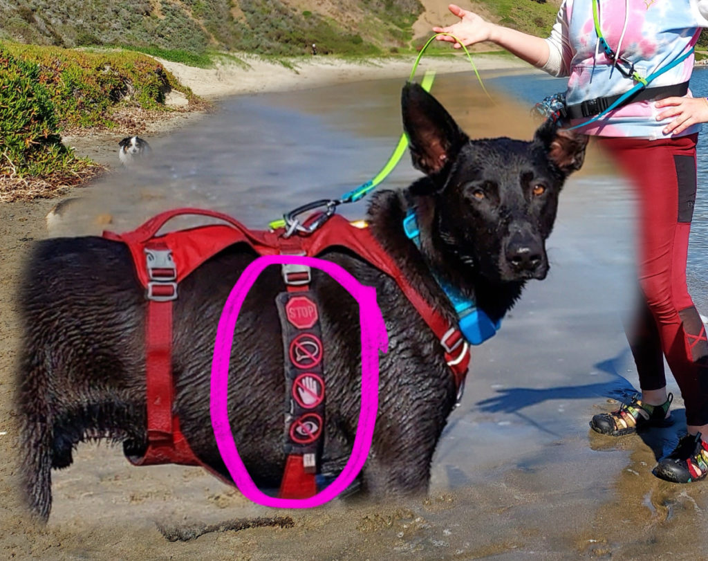 A black dog with a red harness  and triangle ears is looking at the viewer. He has a leash sleeve on his harness strap with a stop sign, crossed out hand, crossed out eye, and crossed out speech bubble on it. The leash sleeve is circled.