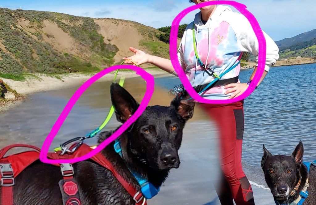 Photo of a black dog with big triangle bat years zoomed in with his handler in the background. The handler is holding a green and blue leash that connects her body to the dog’s harness. The leash is circled both on the dog and the human to emphasize where it is.